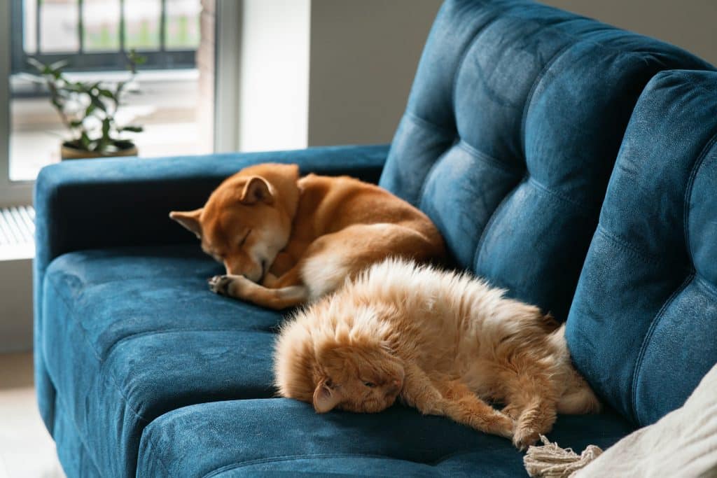 Lit pour chien : couffin, canapé ou panier ?